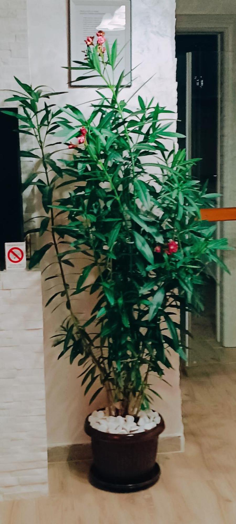 Rb Apartment 1 Palić エクステリア 写真